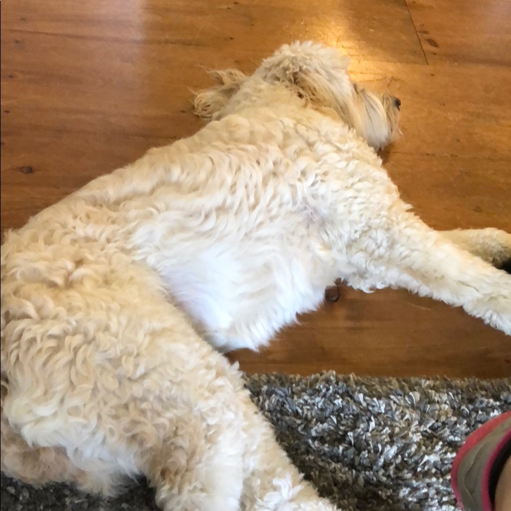 Meet your Posher, Shela